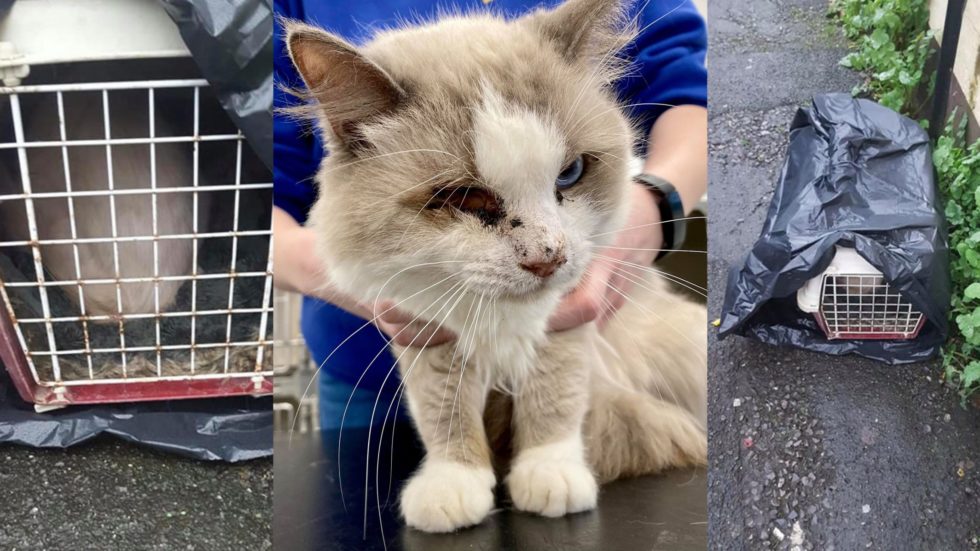 Cat With Missing Eye Dumped In Bin Bag