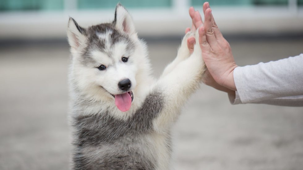 Give Some Puppy Love This Valentine’s Day