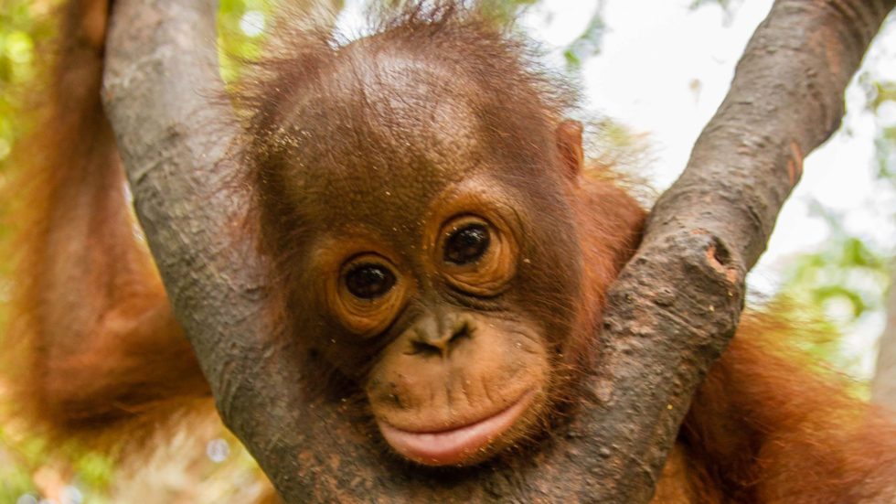 Sussex Charity Helping The Worlds Orangutans