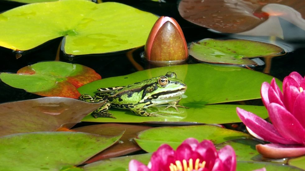 Watery Delight – The Dos & Don’ts Of Building A Pond