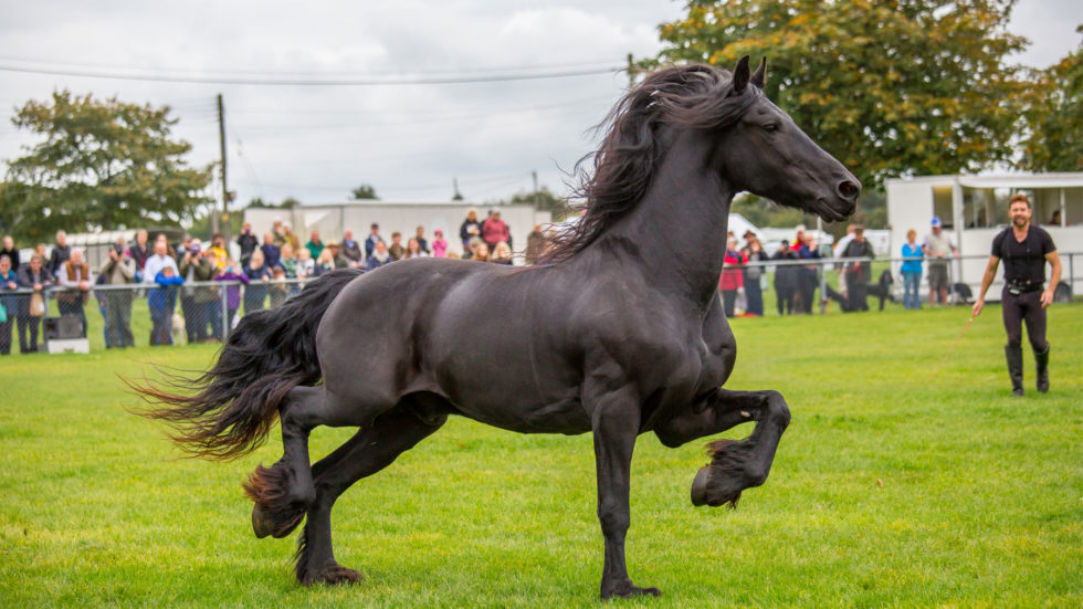 CLOSED – Win A Family Ticket To The South Of England Autumn Show & Game Fair