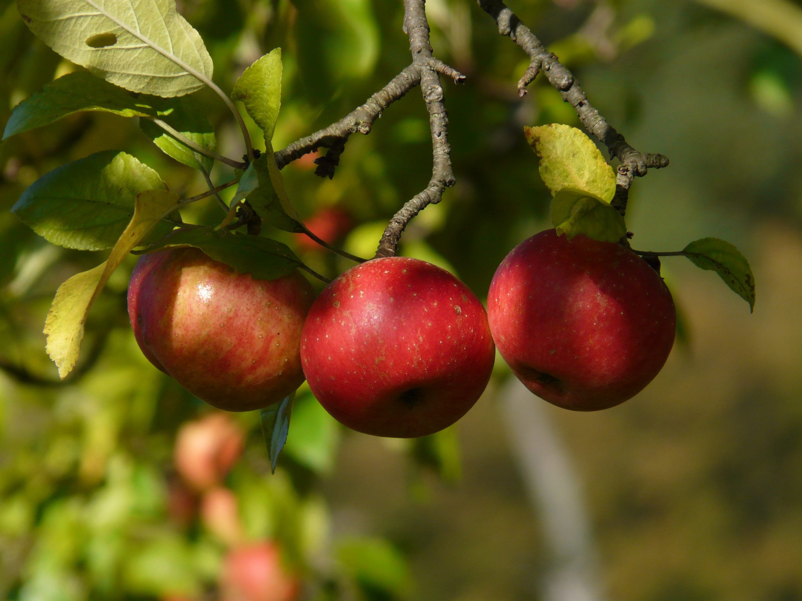 fruit