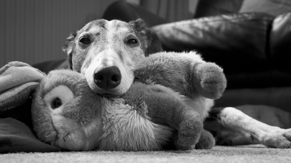 Greyhound Trust Opens Flagship Homing Centre In Horley