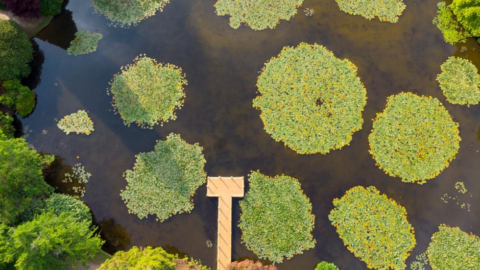 Waterlily Festival Brings An Explosion Of Colour To Sheffield Park This Summer As The Lakes Come Into Bloom