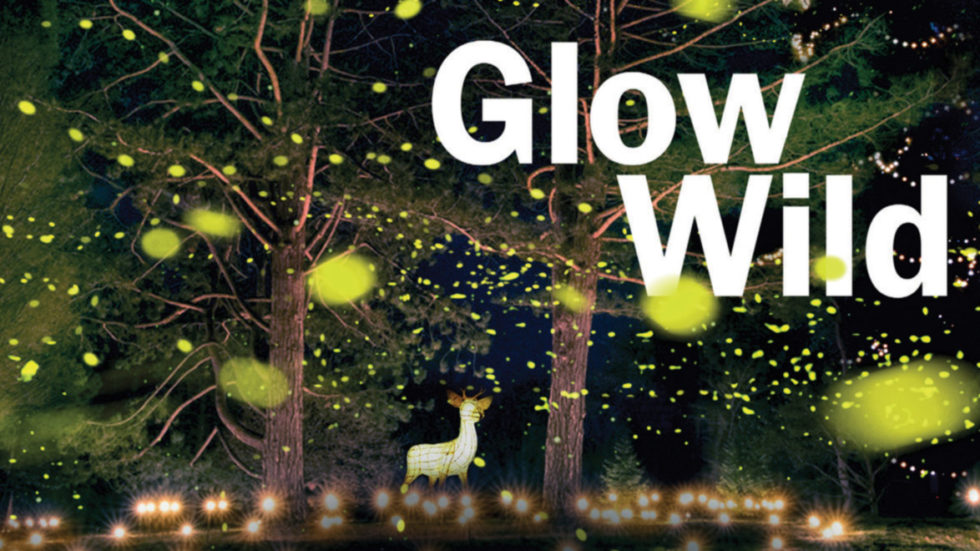 CLOSED – WIN A Family Ticket To Glow Wild