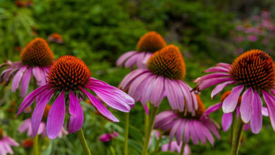 Close-up of Echinacea flowers in full bloom